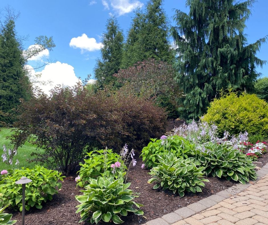 Tree & Shrub Care St Louis